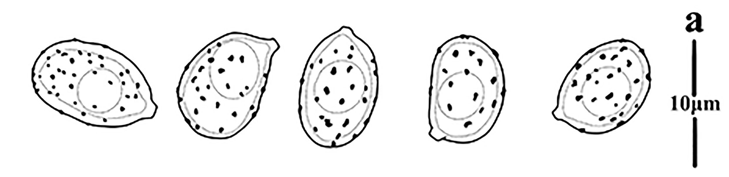 Figure 53